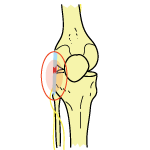 Peroneal Nerve